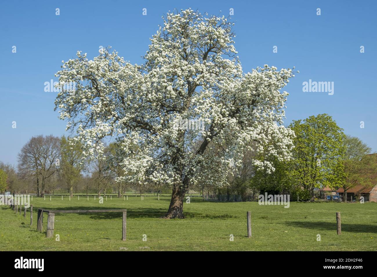 Printemps à Münsterland Banque D'Images