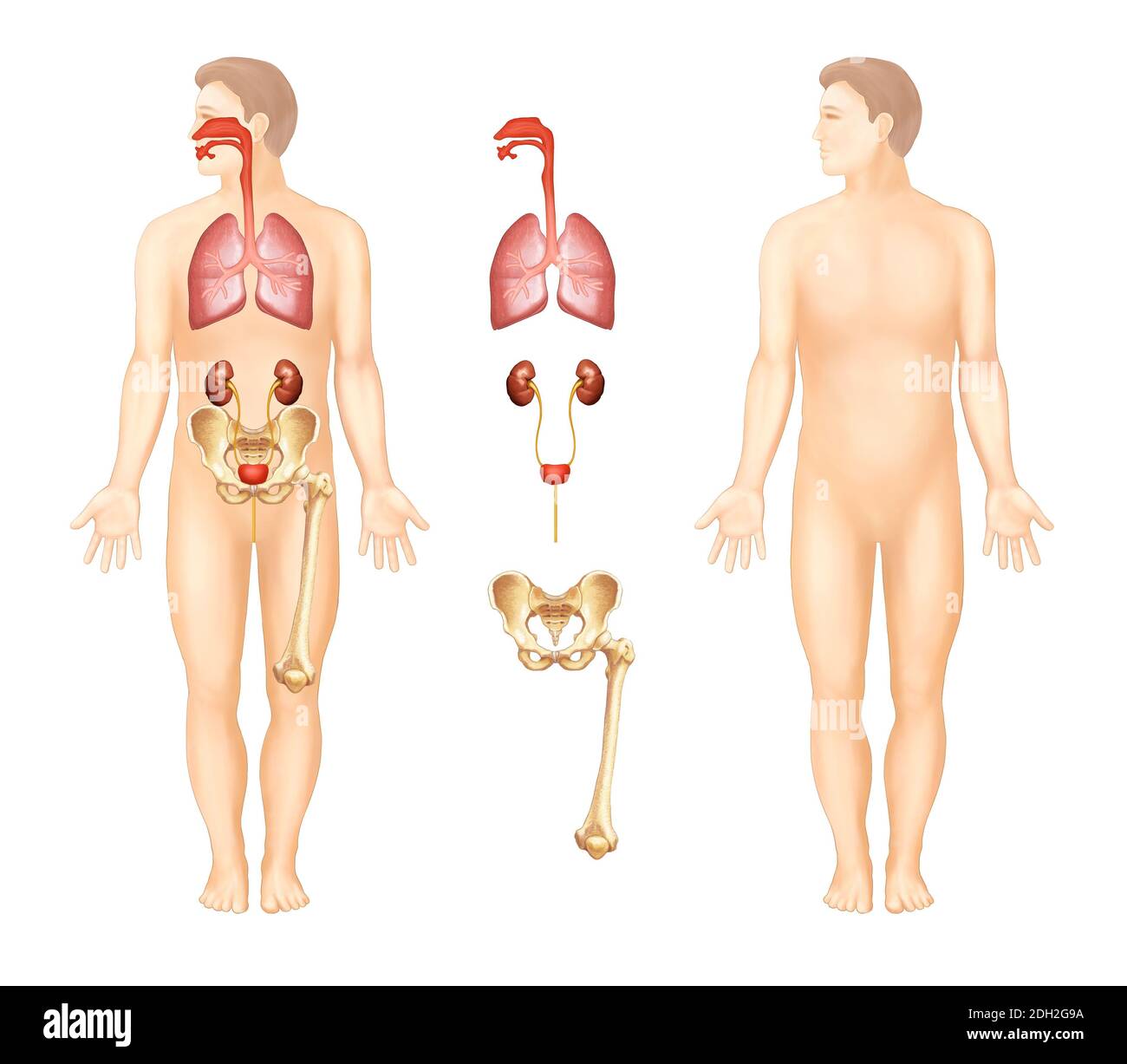 illustrations anatomiques des organes humains Banque D'Images