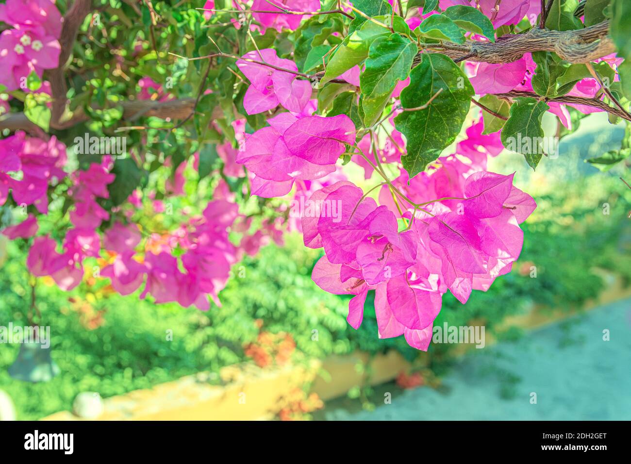 Belle fleur pourpre exotique Bougainvillea sur fond vert Banque D'Images