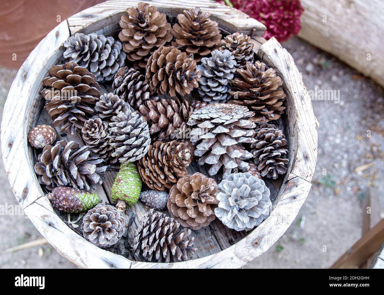 Décoration extérieure rustique de Noël, peinture argentée dans une casserole ronde. Banque D'Images