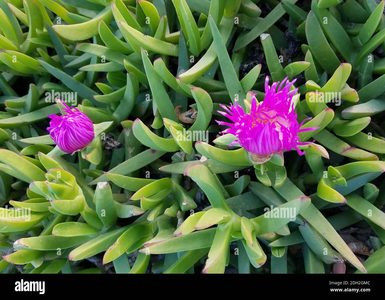Gros plan sur une plante succulente exotique avec des fleurs violettes  parmi feuilles vertes Photo Stock - Alamy