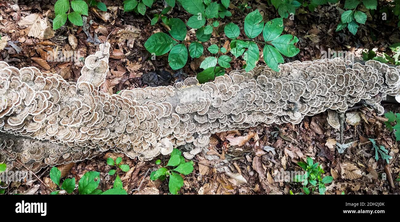 Grappes de champignons sauvages qui poussent sur l'écorce d'un tombé arbre mort Banque D'Images