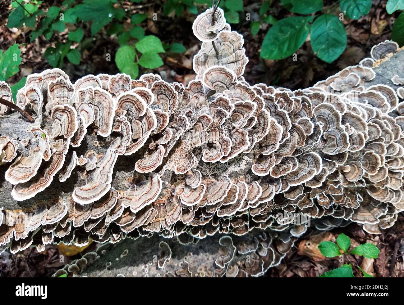 Grappes de champignons sauvages qui poussent sur l'écorce d'un tombé arbre mort Banque D'Images