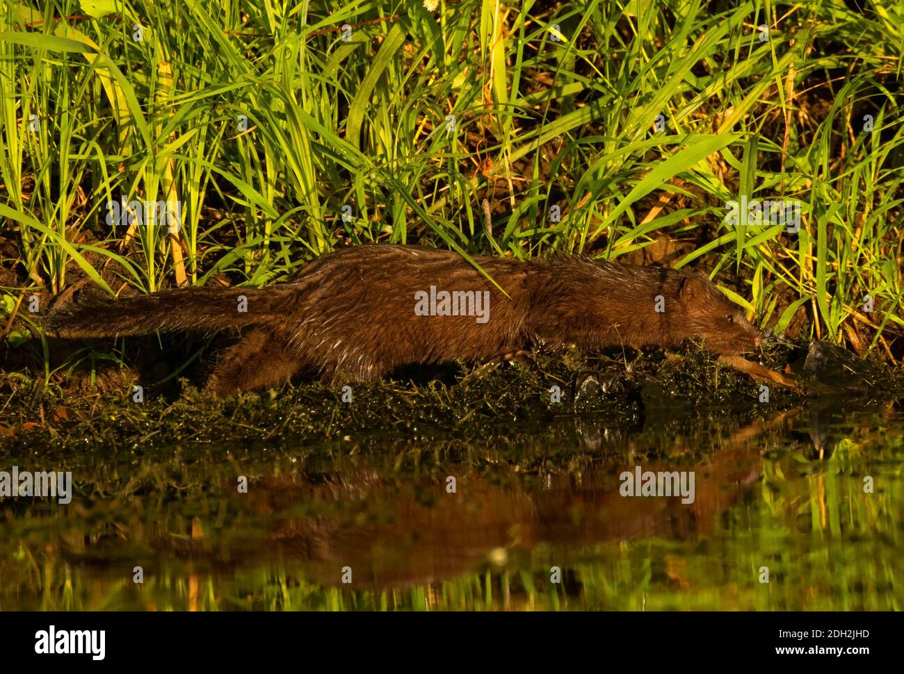 Vison américain (Neovison vison), Willamette River Greenway, Marion County, Oregon Banque D'Images