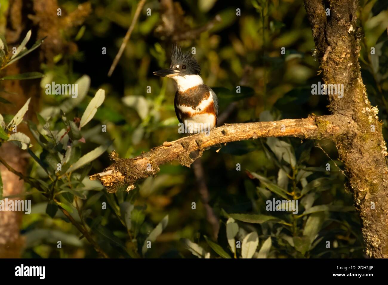 kingfisher Belted (Megaceryle alcyon), Willamette River Greenway, Marion County, Oregon Banque D'Images