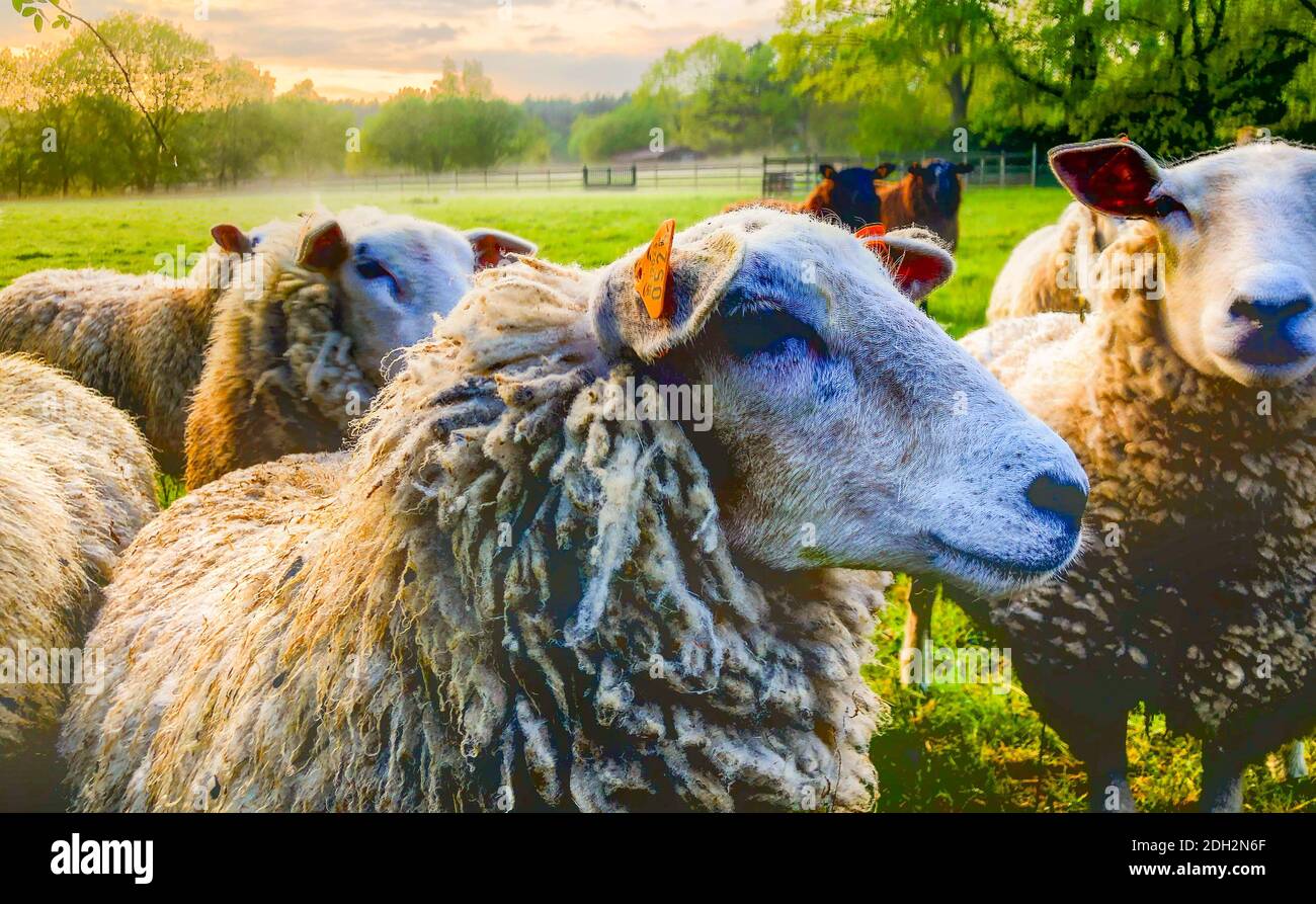 Troupeau de moutons Banque D'Images
