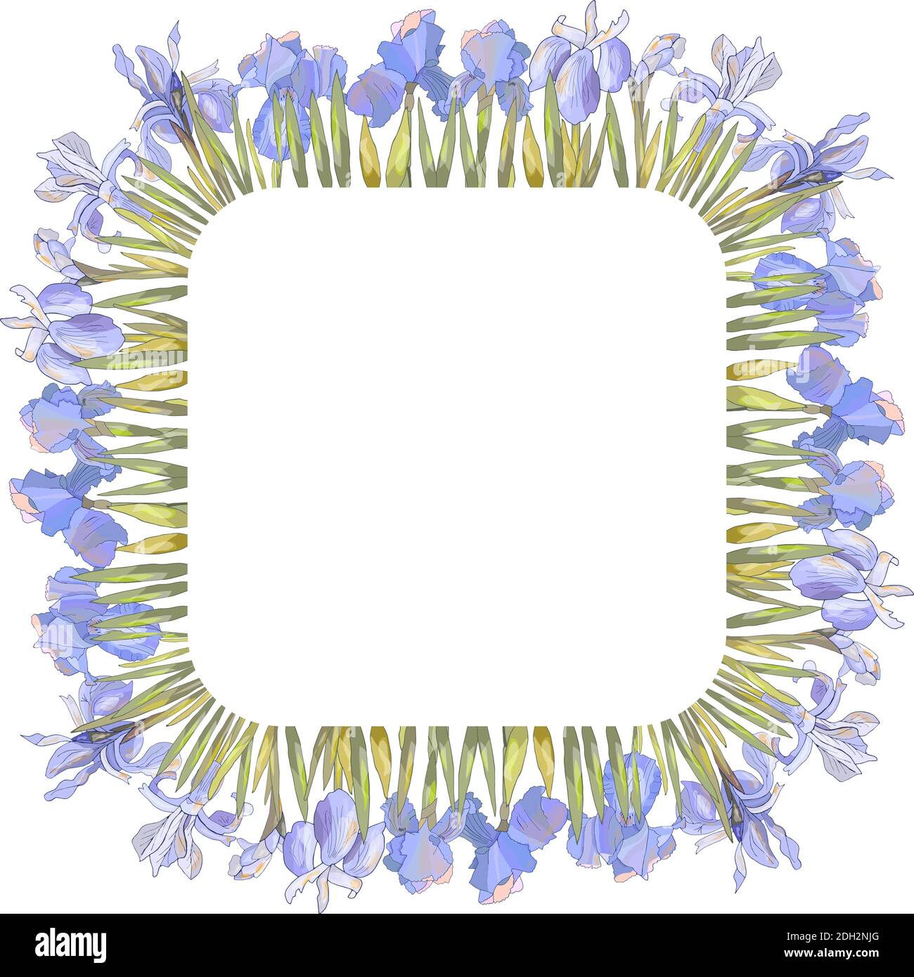 Modèle de saison avec iris isolé sur blanc. Pour des boîtes-cadeaux de conception, des annonces, des cartes postales, des affiches, des invitations Illustration de Vecteur