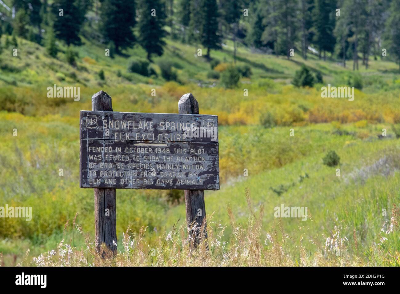 Parc national de Yellowstone dans le wyoming Banque D'Images