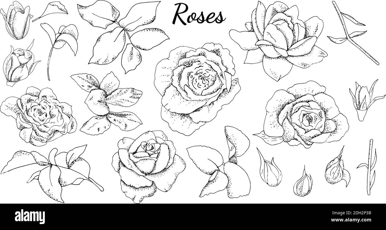 Ensemble de roses et de feuilles isolées. Noir et blanc. Illustration de Vecteur
