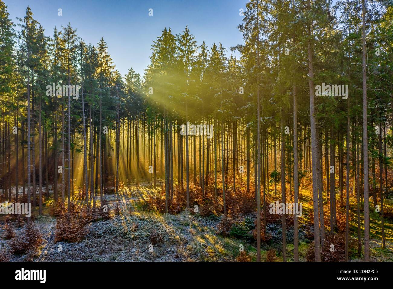 Le soleil éclatant brille à travers les arbres et les rayons du soleil pavent leur chemin pour réchauffer le sol gelé, recouvert de neige. Banque D'Images