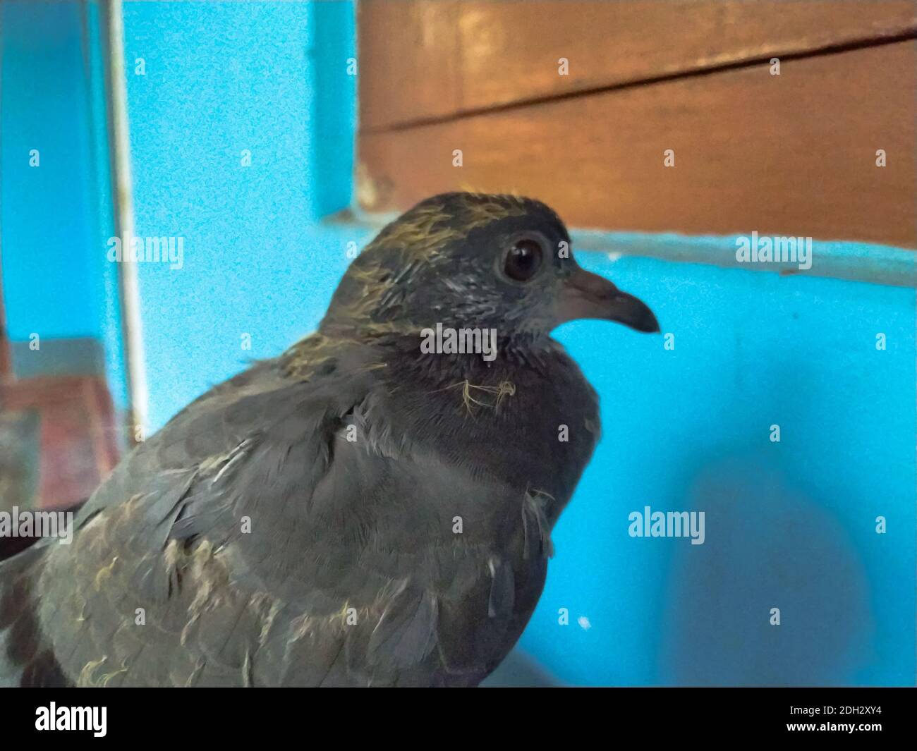 Photo D Un Bebe Pigeon En Frene Son Nom Scientifique Columbidae Photo Stock Alamy