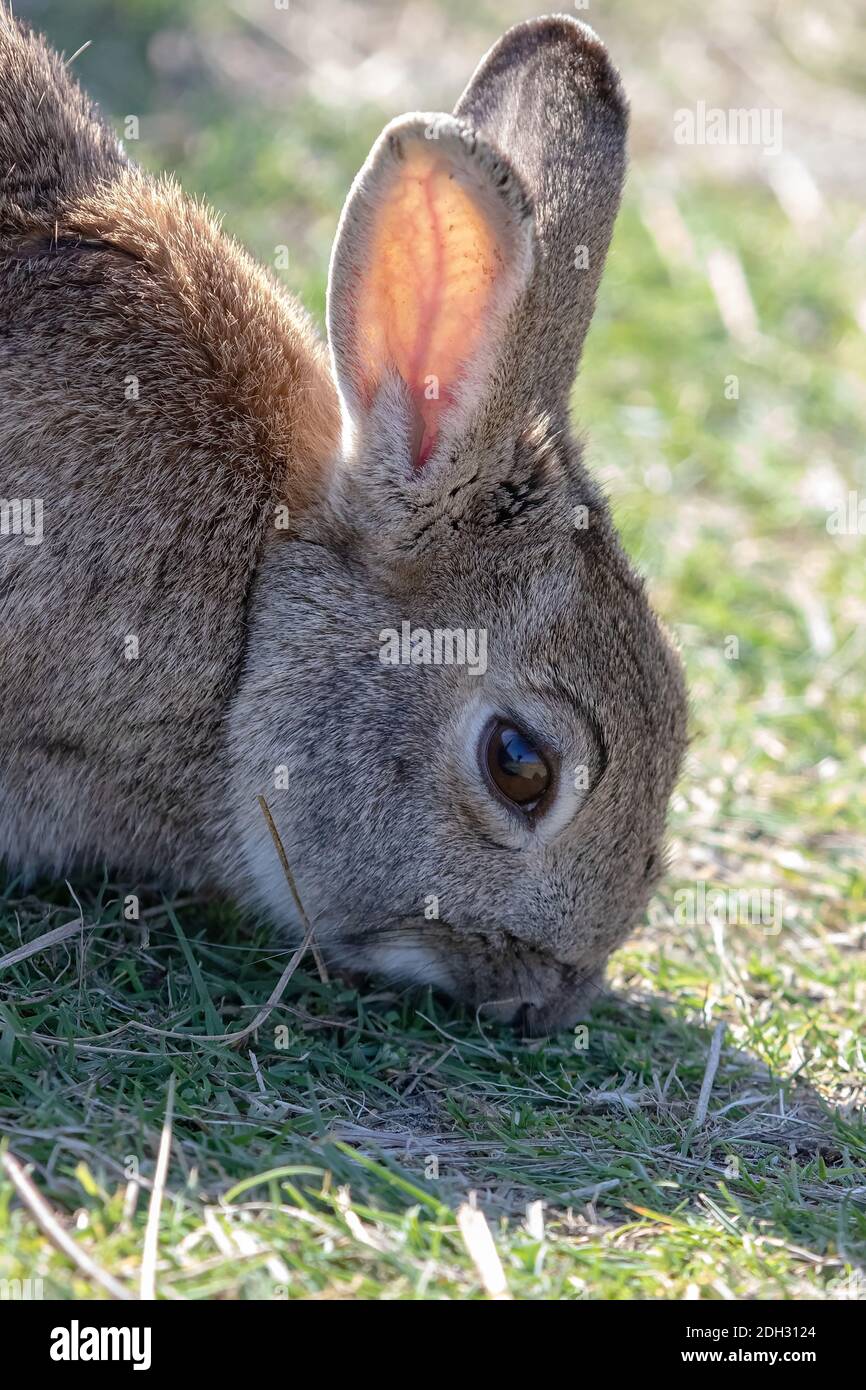 https://c8.alamy.com/compfr/2dh3124/lapin-sur-l-ile-de-texel-2dh3124.jpg