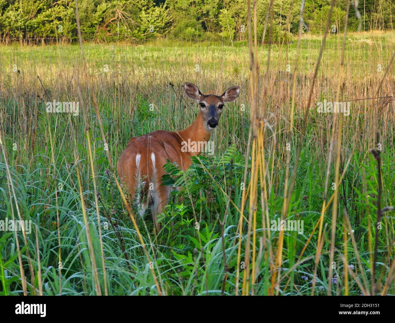 Le cerf à queue blanche donne un regard luviciant vers l'arrière tout en étant debout en hauteur Herbe Prairie avec les deux oreilles vers le haut et vers l'extérieur et vert Et Brown Grass Banque D'Images