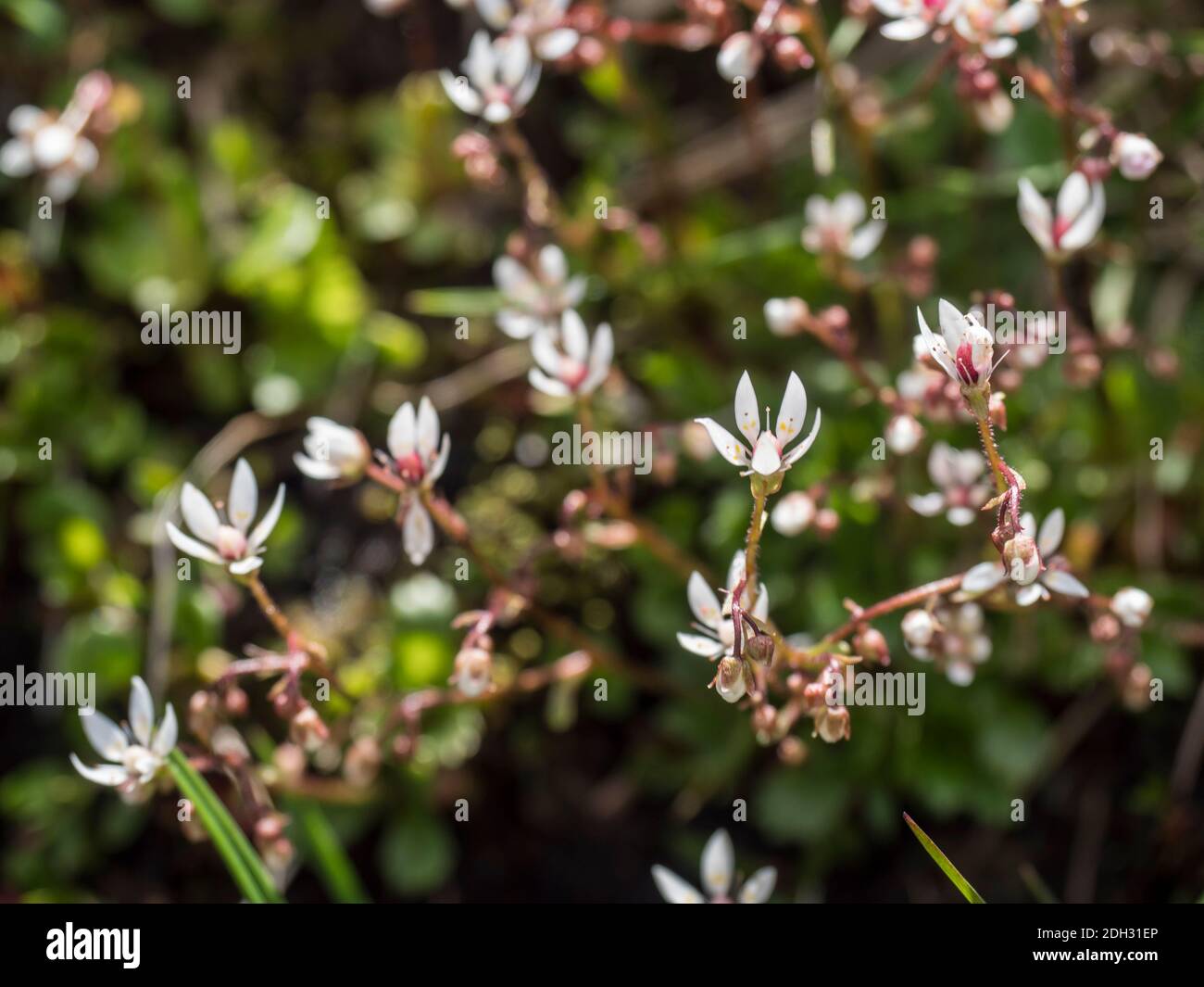 Fleurs et bourgeon de Saxifraga umbrosa ou urbium gros plan avec des feuilles vertes, foyer sélectif, fond de bokeh Banque D'Images