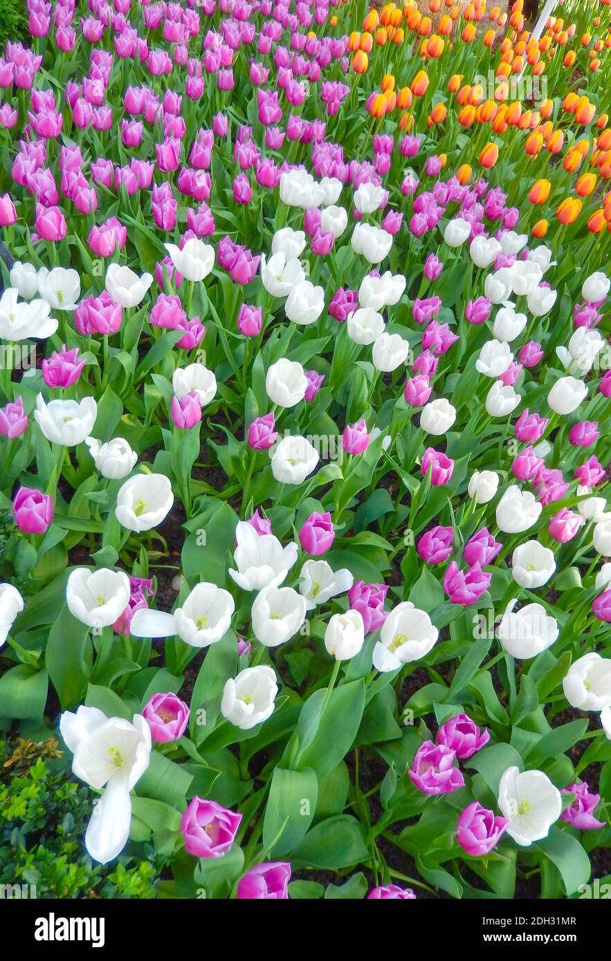 Lit fleuri de tulipes de couleurs mélangées pour des paysages floraux du printemps Banque D'Images