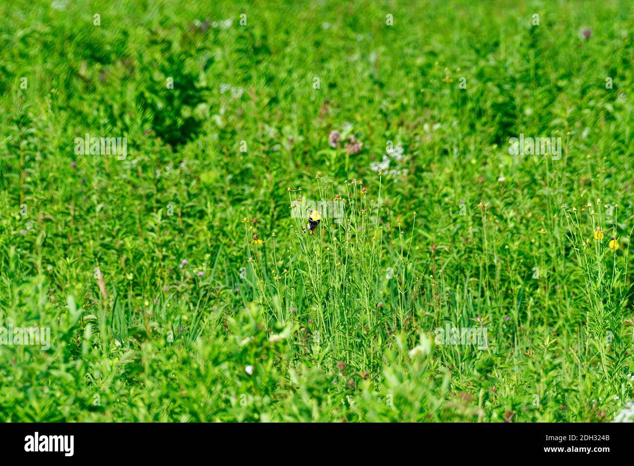 Le Lone American Goldfinch Bird est suspendu à la tige de la plante verte Dans les Prairies montrant ses plumes jaune et noire Le beau jour d'été Banque D'Images