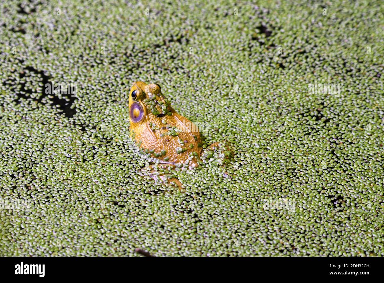 Bullfrog assis dans l'étang de Bloom d'algues pris de l'arrière de Grenouille Banque D'Images