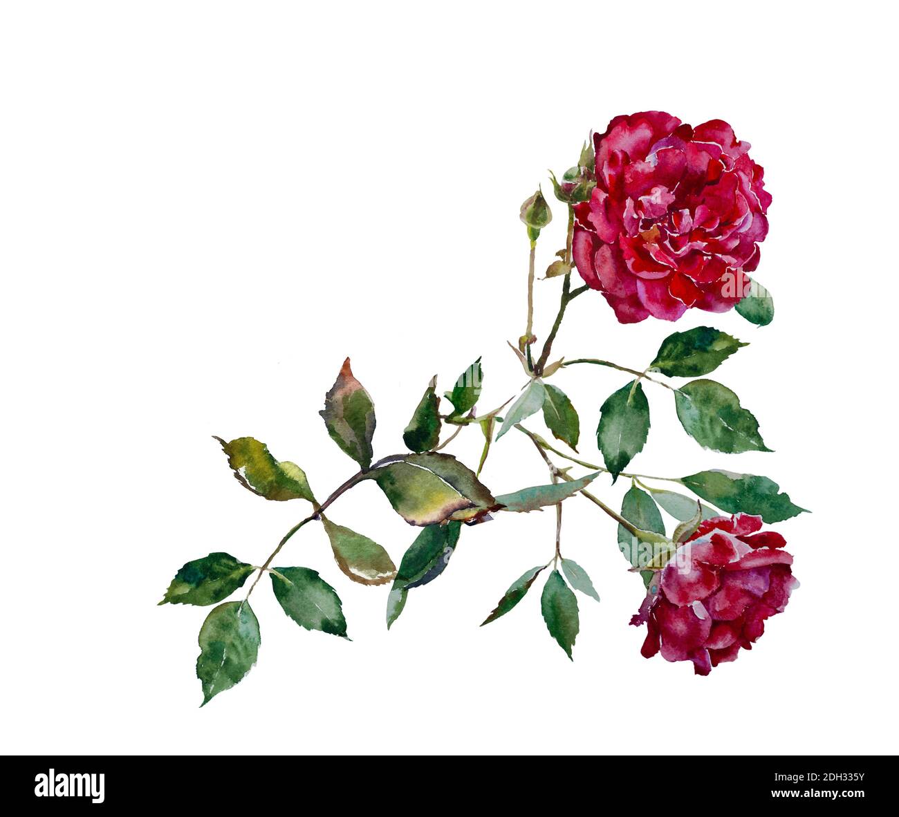 motif d'angle avec tête rose rouge foncé et branche de feuilles illustration aquarelle originale isolée sur fond blanc Banque D'Images