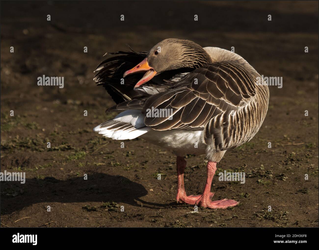 L'oie des graylag pendant le soin des plumes Banque D'Images