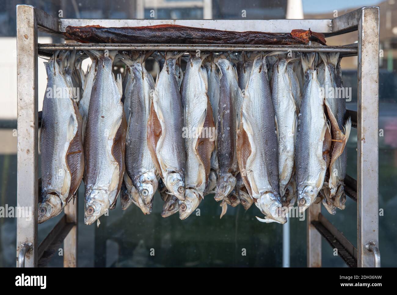 Des sardines de lac d'eau douce sont suspendues au sèche-linge pour sécher à l'intérieur le soleil Banque D'Images