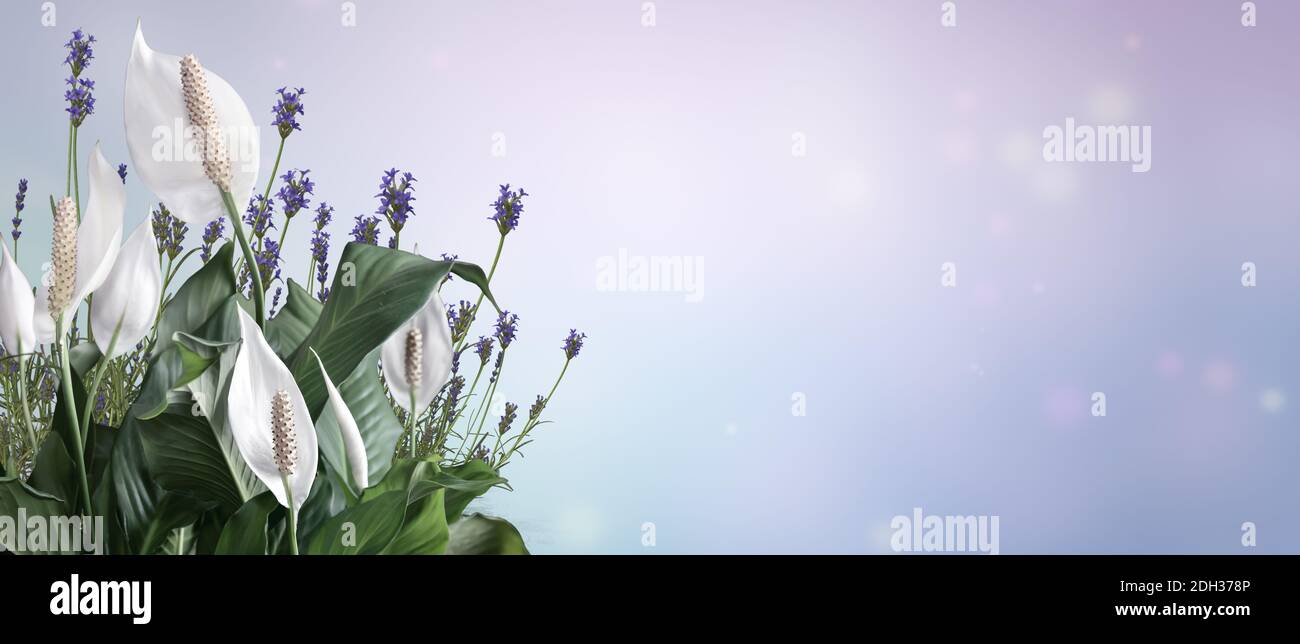 Fond de printemps festif avec des fleurs Spathiphyllum sur un fond clair dans des couleurs pastel. Banque D'Images