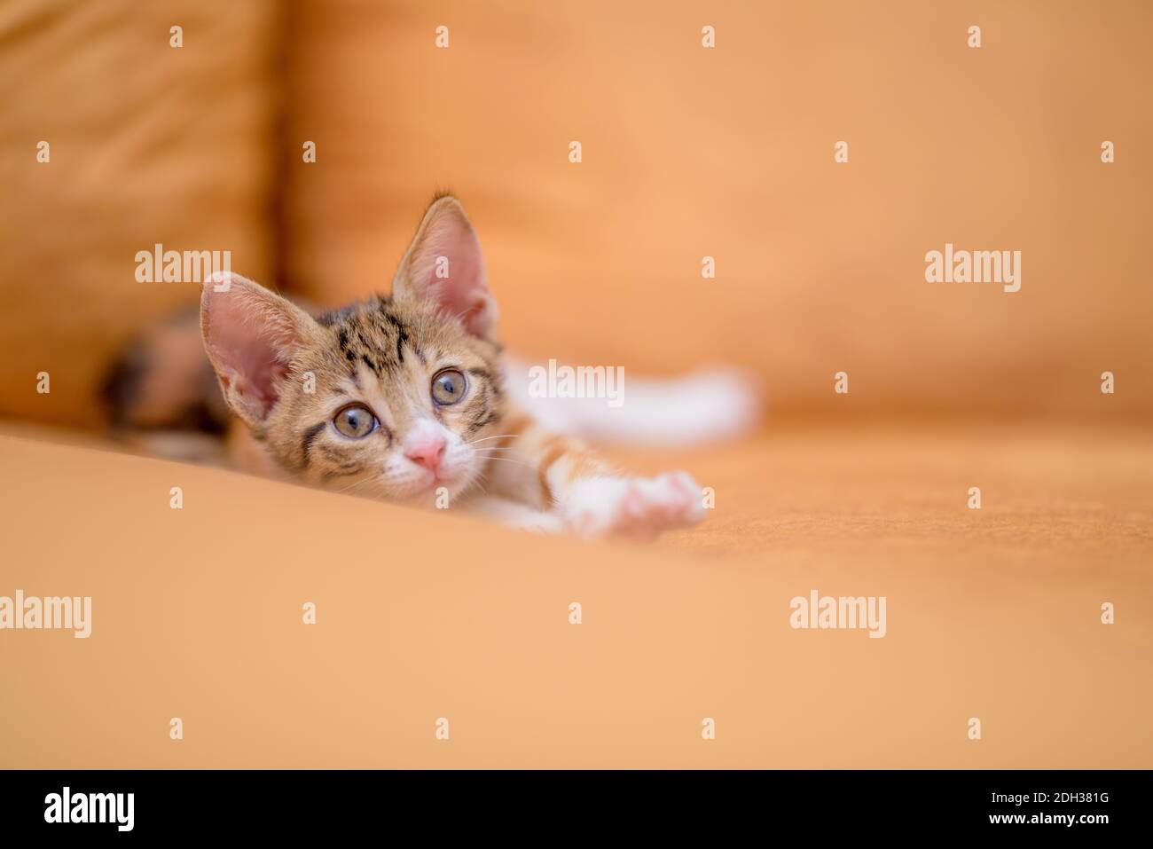 Un bébé chaton d'un mois a l'air curieux Banque D'Images