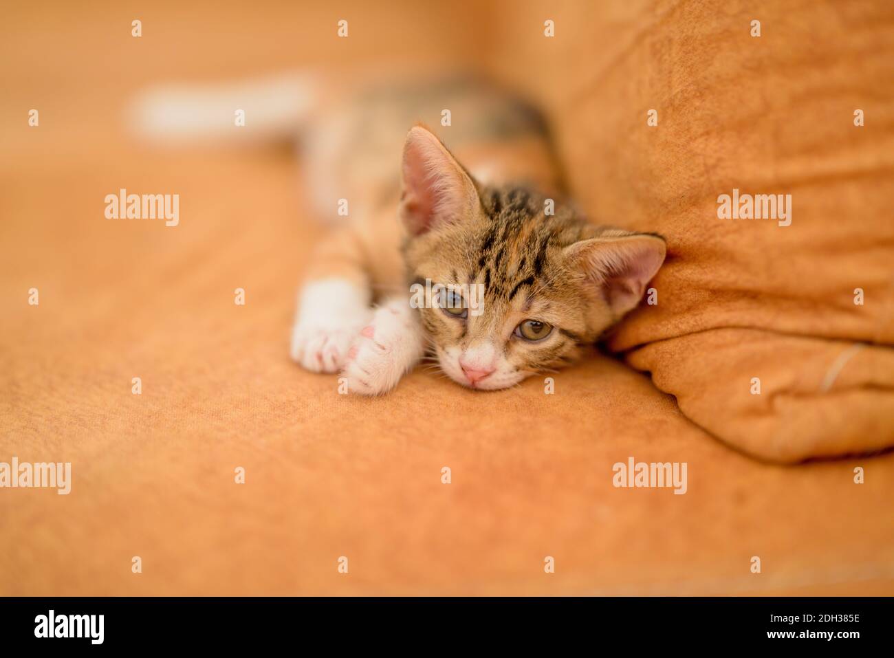 Un bébé chaton d'un mois a l'air curieux Banque D'Images
