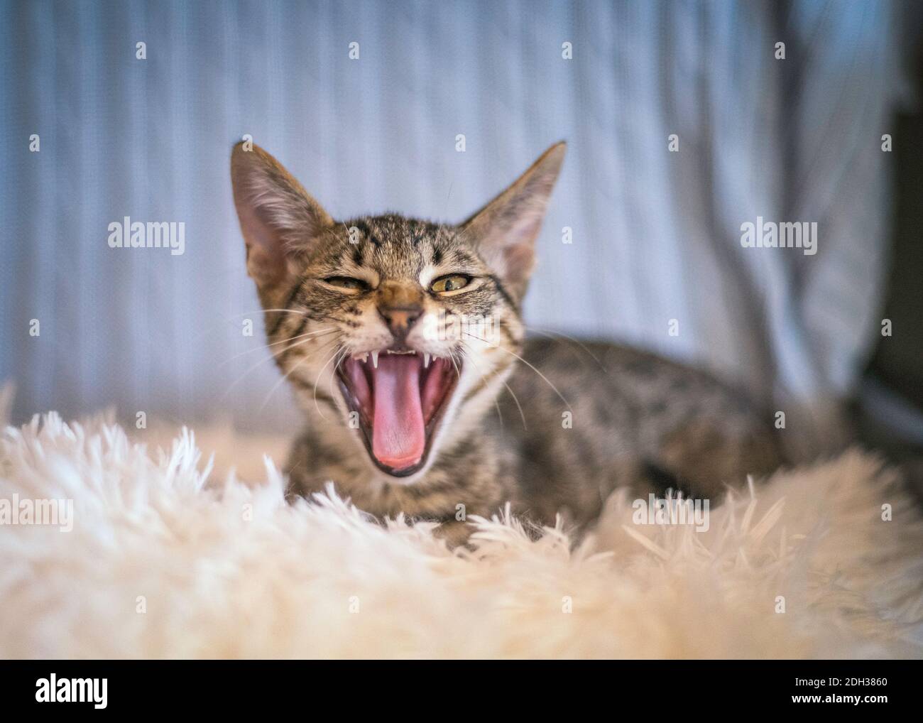 Un chaton de Tabby nawns après sa sieste. Banque D'Images