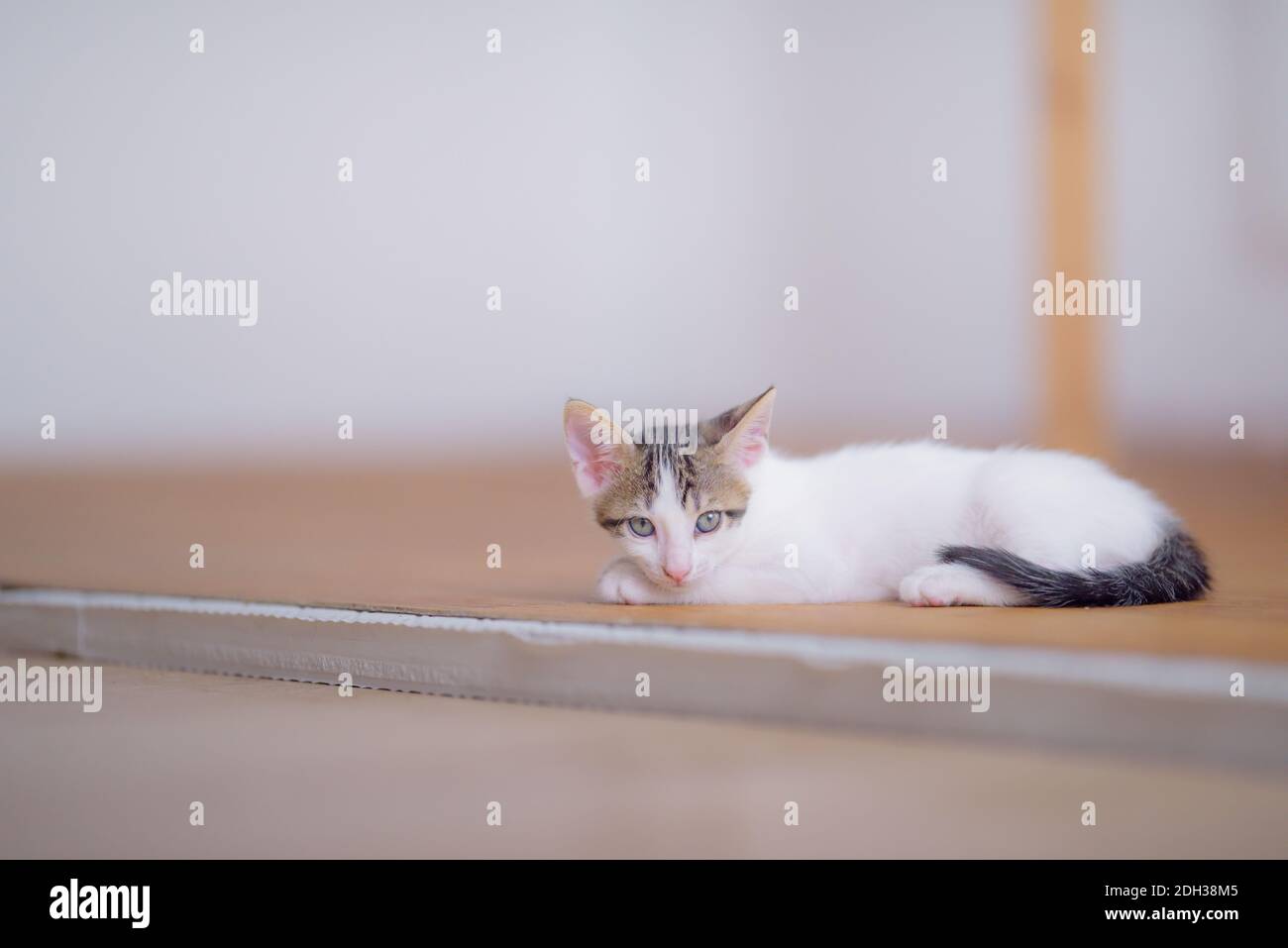 Un bébé chaton d'un mois a l'air curieux Banque D'Images