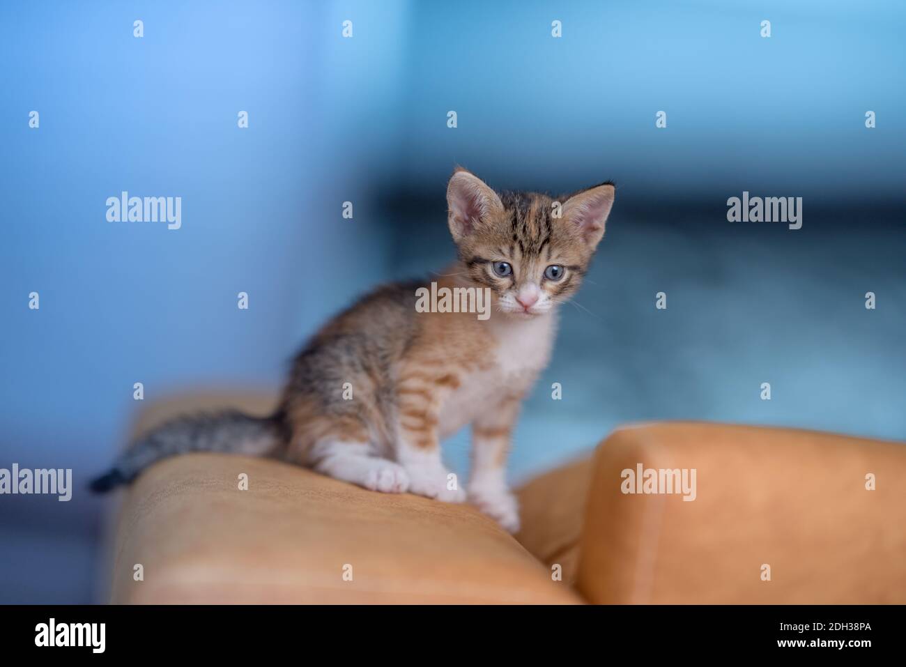 Un bébé chaton d'un mois a l'air curieux Banque D'Images