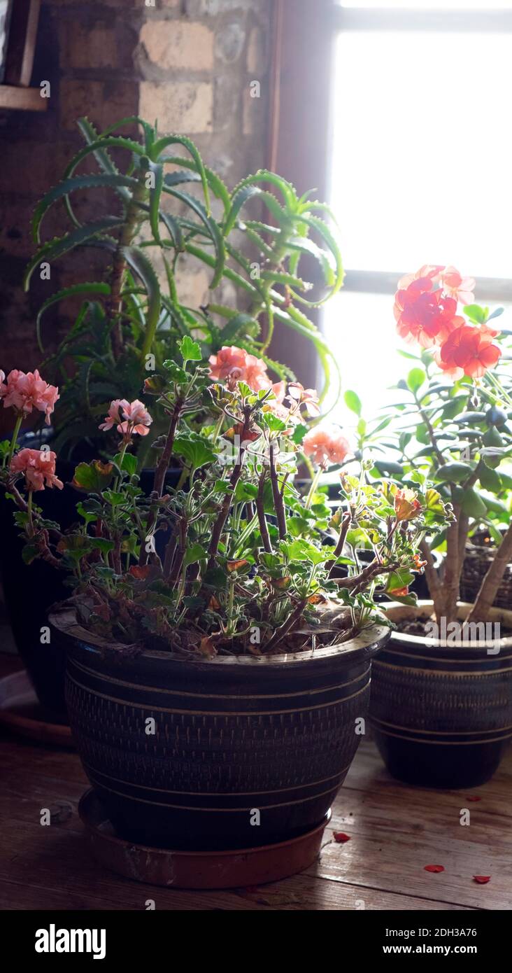 Géraniums roses et rouges géraniums en pots de céramique En fleur introduit à l'intérieur de la maison pour l'hiver décembre 2020 PAYS DE GALLES ROYAUME-UNI KATHY DEWITT Banque D'Images