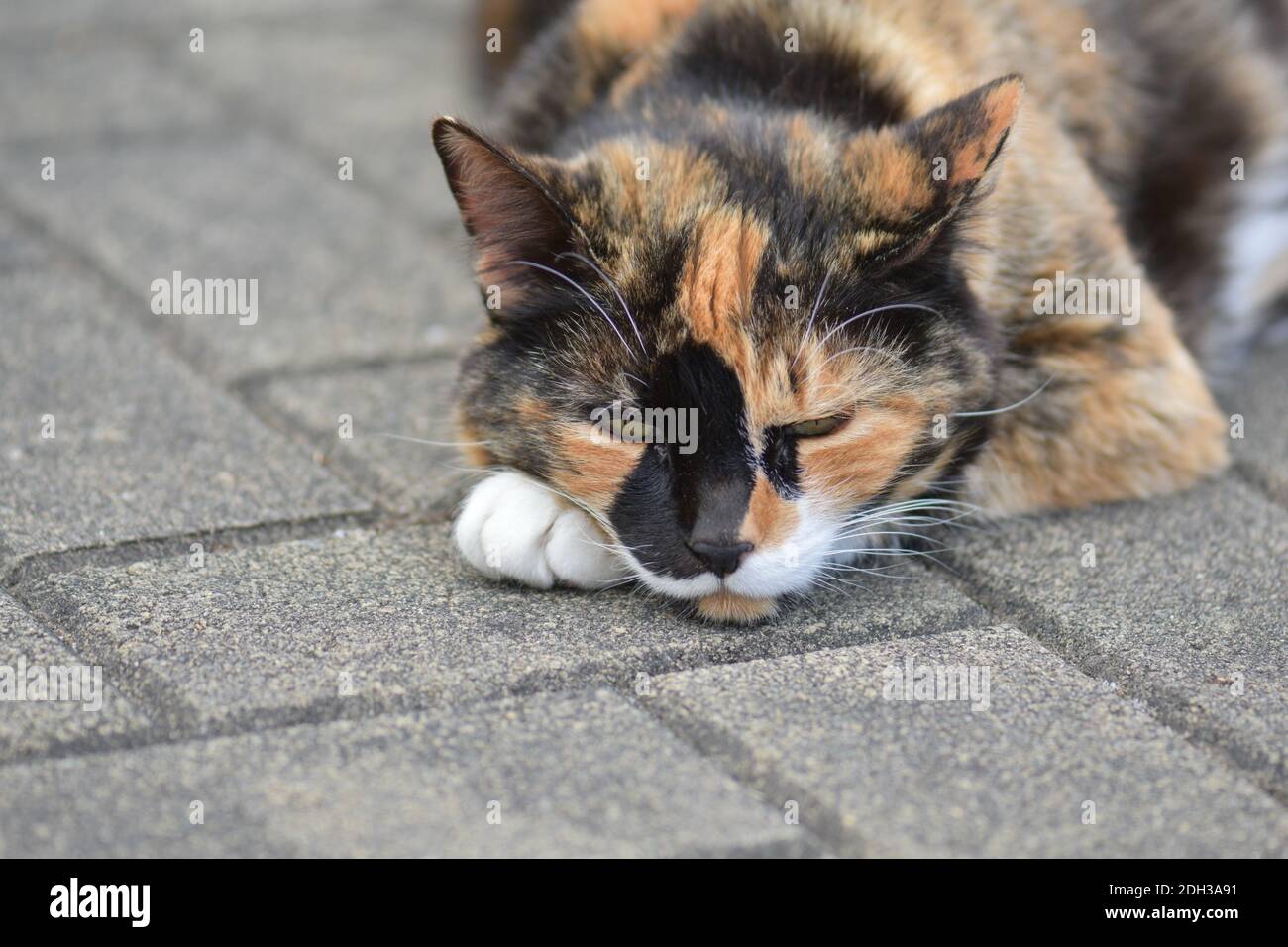 Vue de trois chats de couleur sur un sol en béton Banque D'Images