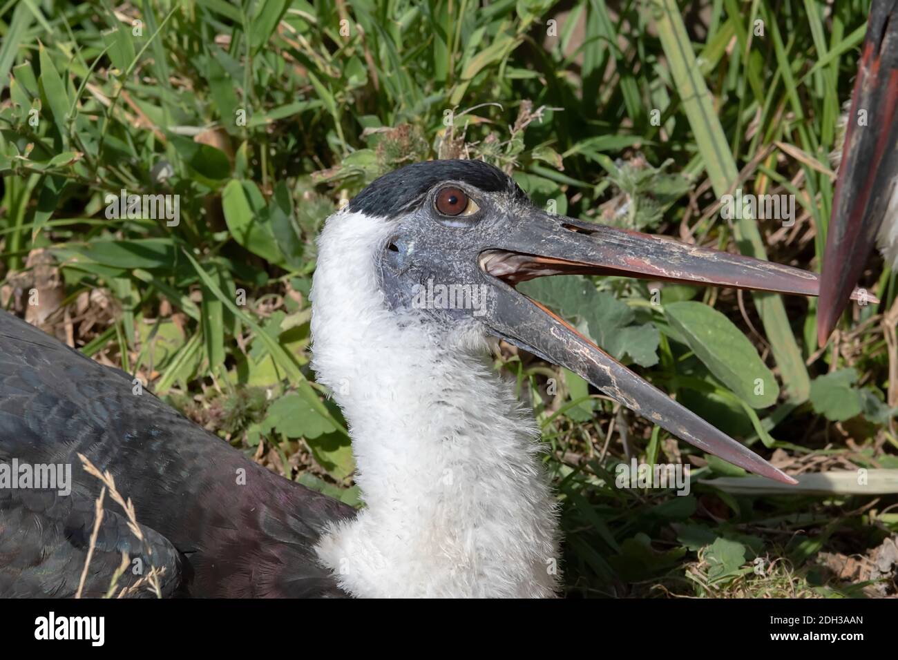 Woolly-necked Stork Banque D'Images