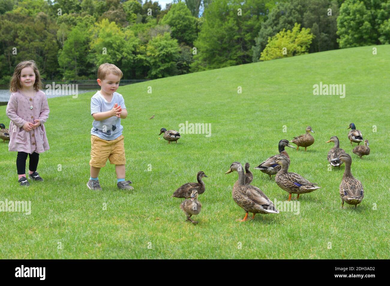 HAMILTON, NOUVELLE-ZÉLANDE - 02 décembre 2020 : vue des enfants jouant avec des canards sur une pelouse verte Banque D'Images