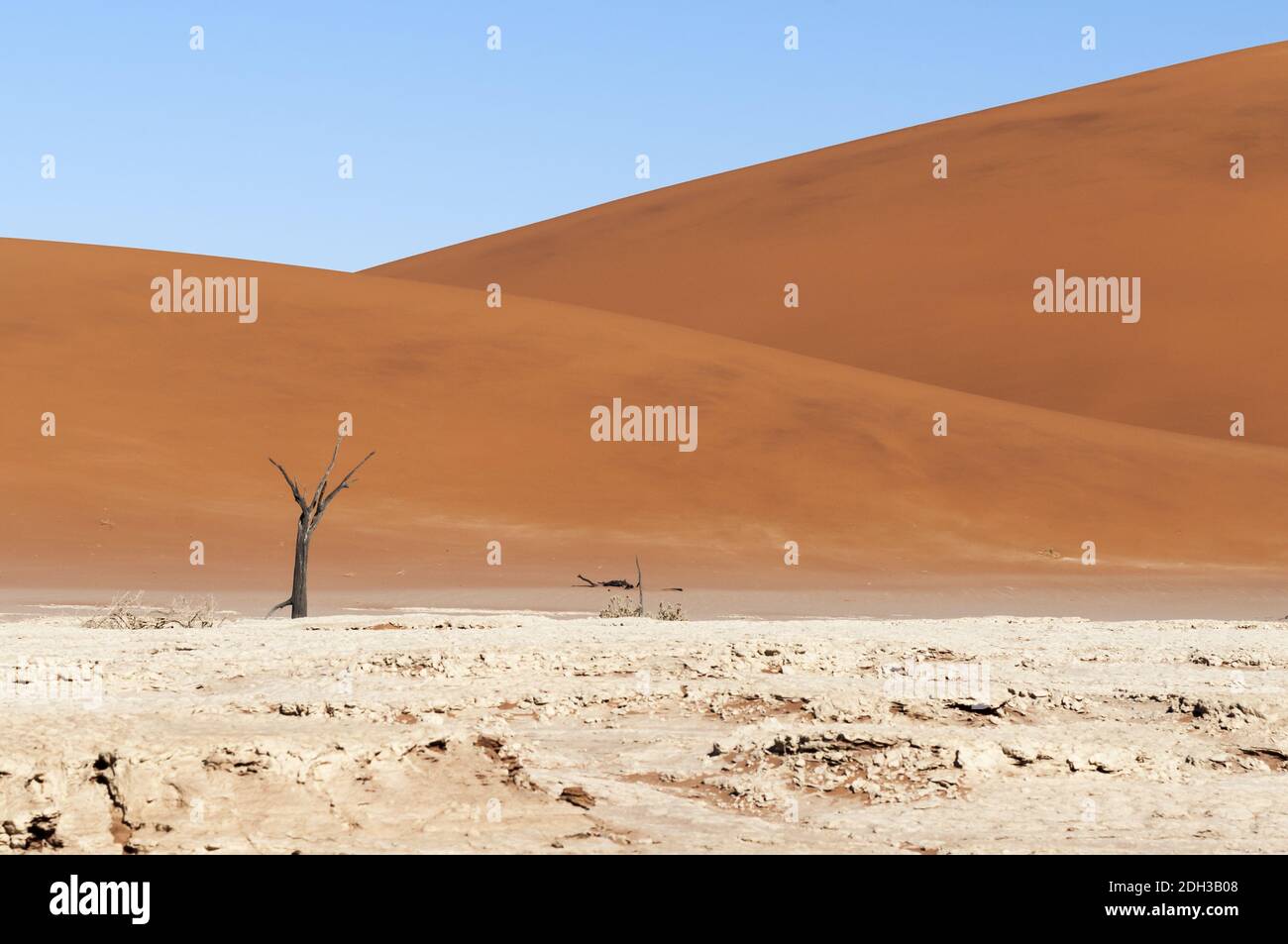 Dunes et acacia morts dans le désert du Namib, Dead Vlei, Sossusvlei, Namibie, Afrique. Banque D'Images