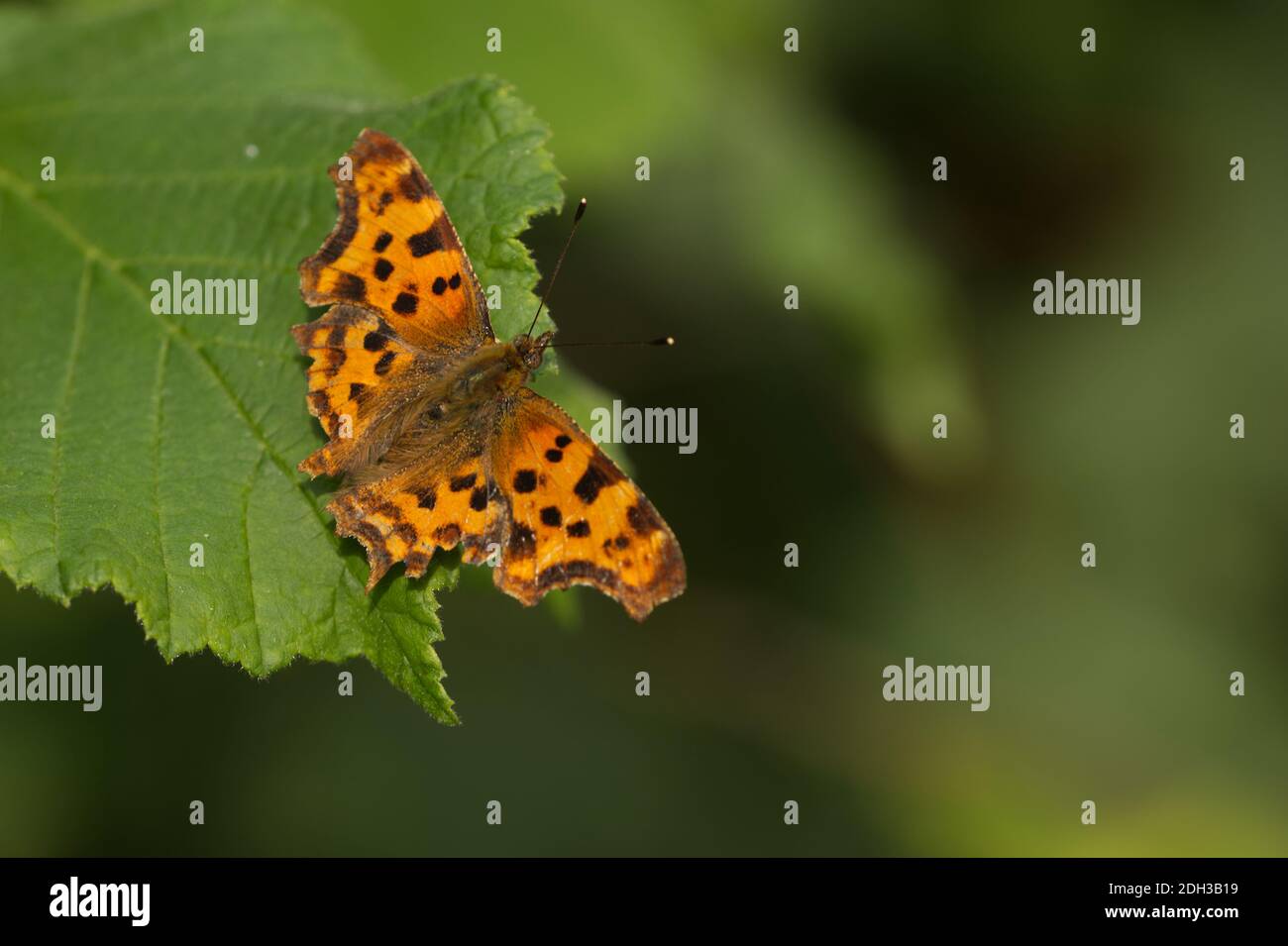 Papillon de virgule Banque D'Images