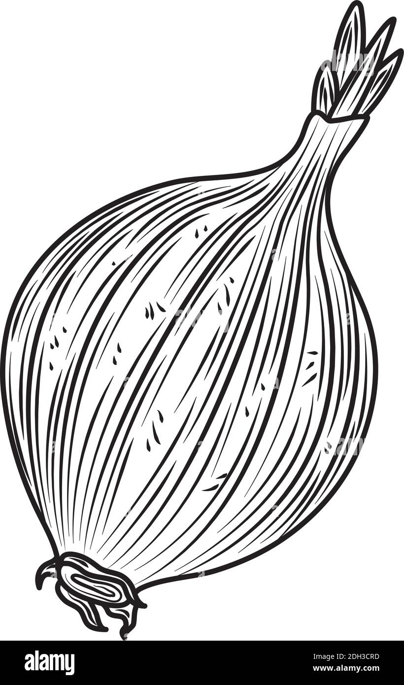 Oignon Vegetal Aliment Biologique Frais Dessin A La Main Style Icone Illustration Vectorielle Image Vectorielle Stock Alamy