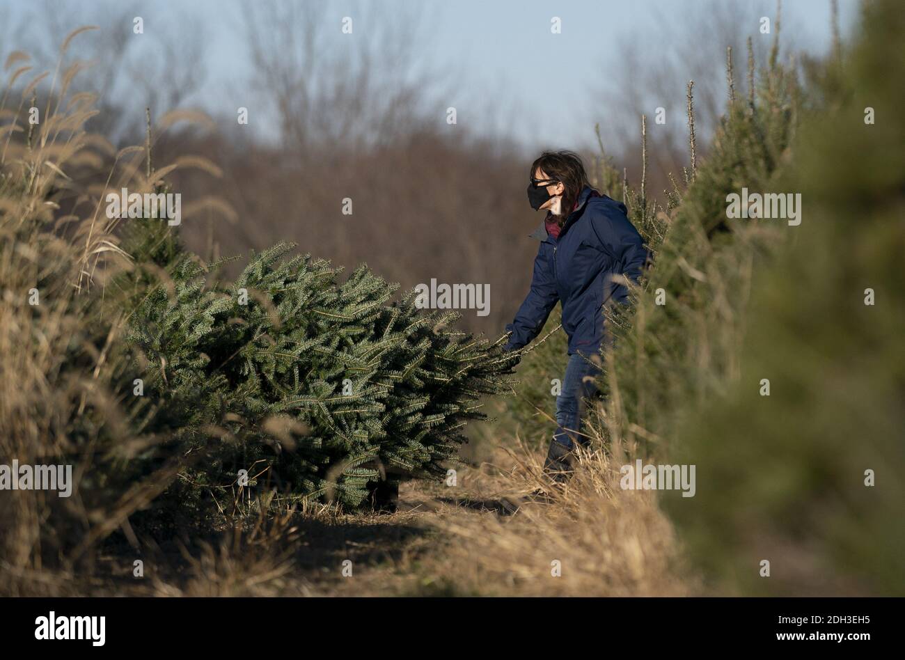 Germantown, États-Unis. 09e décembre 2020. Une personne tire une tress fraîchement coupée dans une ferme d'arbres de Noël à Germantown, Maryland, le 6 décembre 2020. La nation est confrontée à une pénurie d'arbres de Noël en raison de diverses raisons que certains suggèrent peut être causée par la pandémie COVID-19, les incendies de forêt en Californie et le ralentissement économique passé qui a forcé les producteurs à quitter l'entreprise. Photo de Kevin Dietsch/UPI crédit: UPI/Alay Live News Banque D'Images