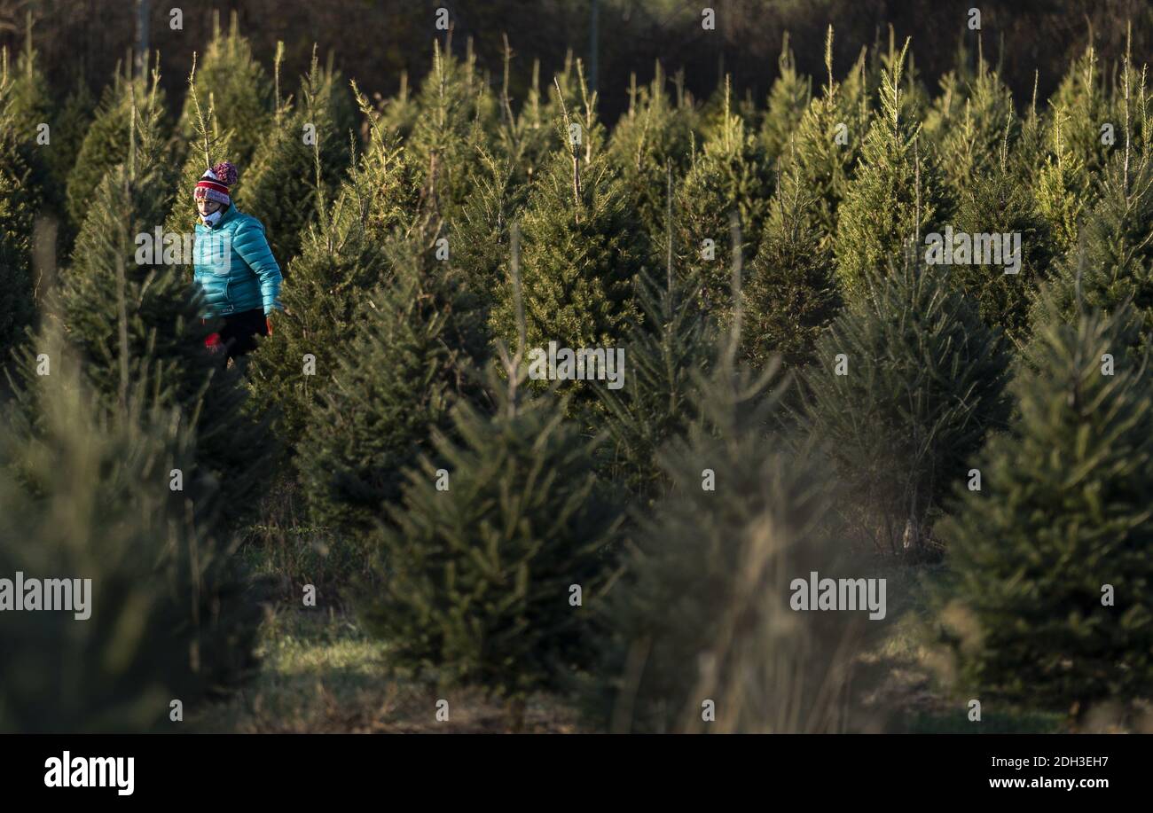 Germantown, États-Unis. 09e décembre 2020. Une personne porte un masque lorsqu'elle cherche un arbre à réduire dans une ferme d'arbres de Noël à Germantown, Maryland, le 6 décembre 2020. La nation est confrontée à une pénurie d'arbres de Noël en raison de diverses raisons que certains suggèrent peut être causée par la pandémie COVID-19, les incendies de forêt en Californie et le ralentissement économique passé qui a forcé les producteurs à quitter l'entreprise. Photo de Kevin Dietsch/UPI crédit: UPI/Alay Live News Banque D'Images