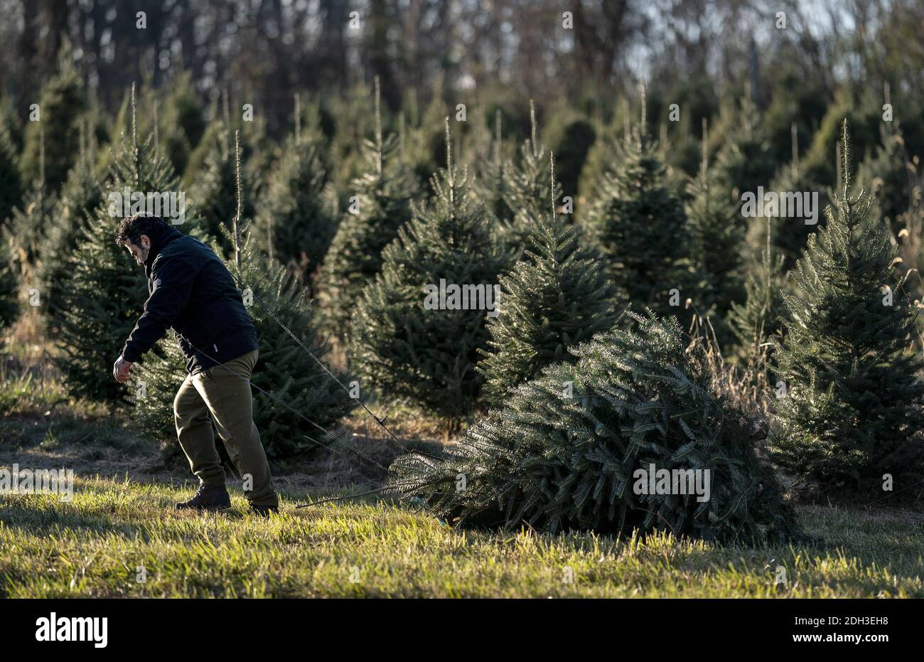 Germantown, États-Unis. 09e décembre 2020. Un homme tire un arbre de Noël fraîchement coupé dans une ferme à Germantown, Maryland, le 6 décembre 2020. La nation est confrontée à une pénurie d'arbres de Noël en raison de diverses raisons que certains suggèrent peut être causée par la pandémie COVID-19, les incendies de forêt en Californie et le ralentissement économique passé qui a forcé les producteurs à quitter l'entreprise. Photo de Kevin Dietsch/UPI crédit: UPI/Alay Live News Banque D'Images