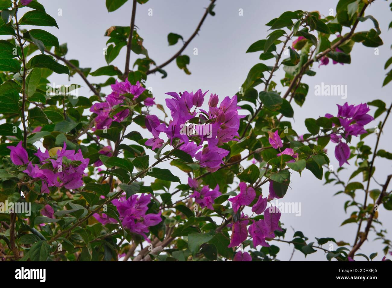 Image des plantes de bougainvilliers dans les îles Canaries, Espagne Banque D'Images