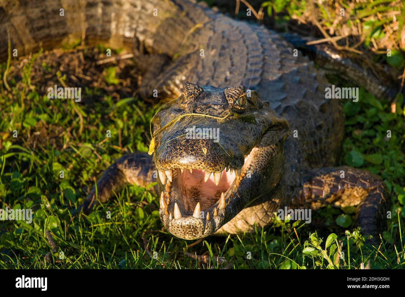 Black Caiman Iberà Marshes, Argentine Banque D'Images