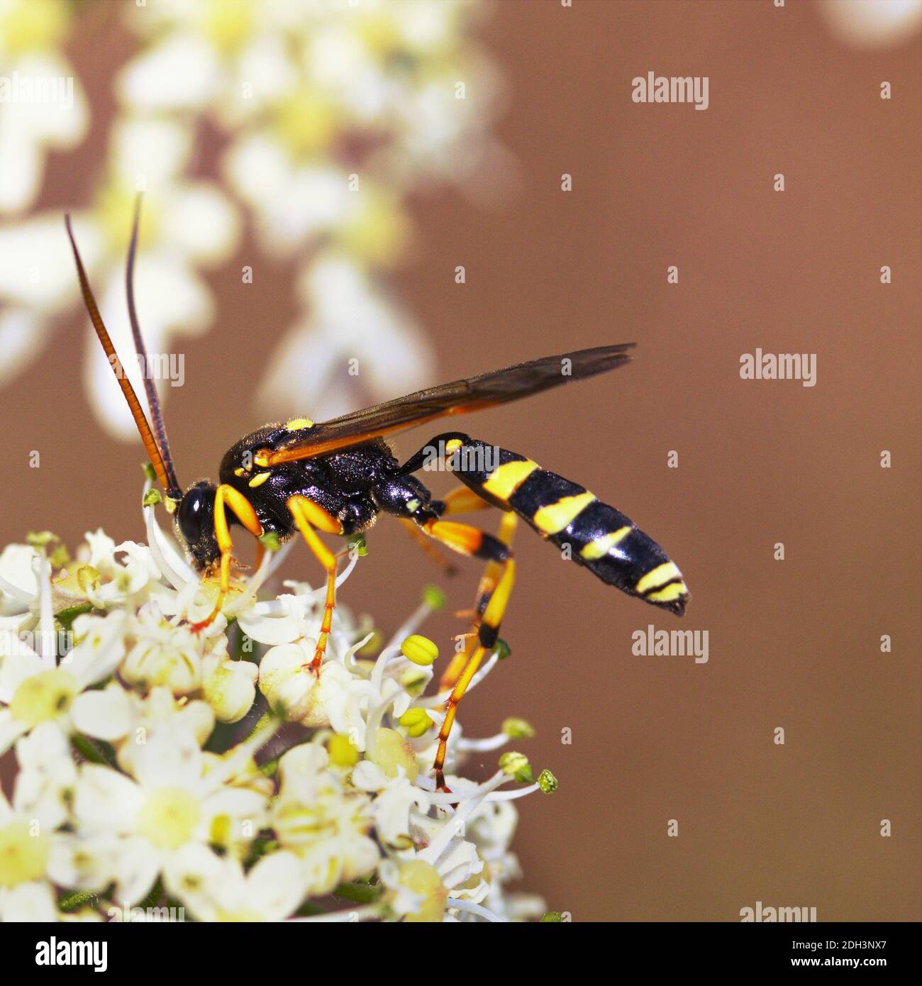 Mouche ichneumon Banque D'Images