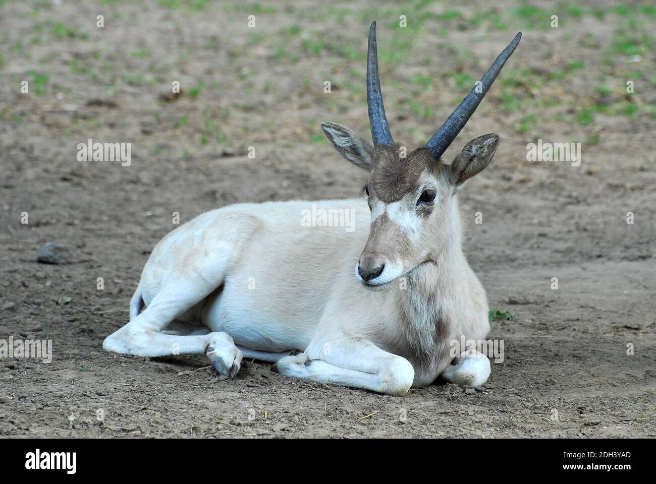 L'ANTILOPE BLANCHE, screwhorn mendeszantilop Mendesantilope, antilope, Addax Addax nasomaculatus,, Banque D'Images