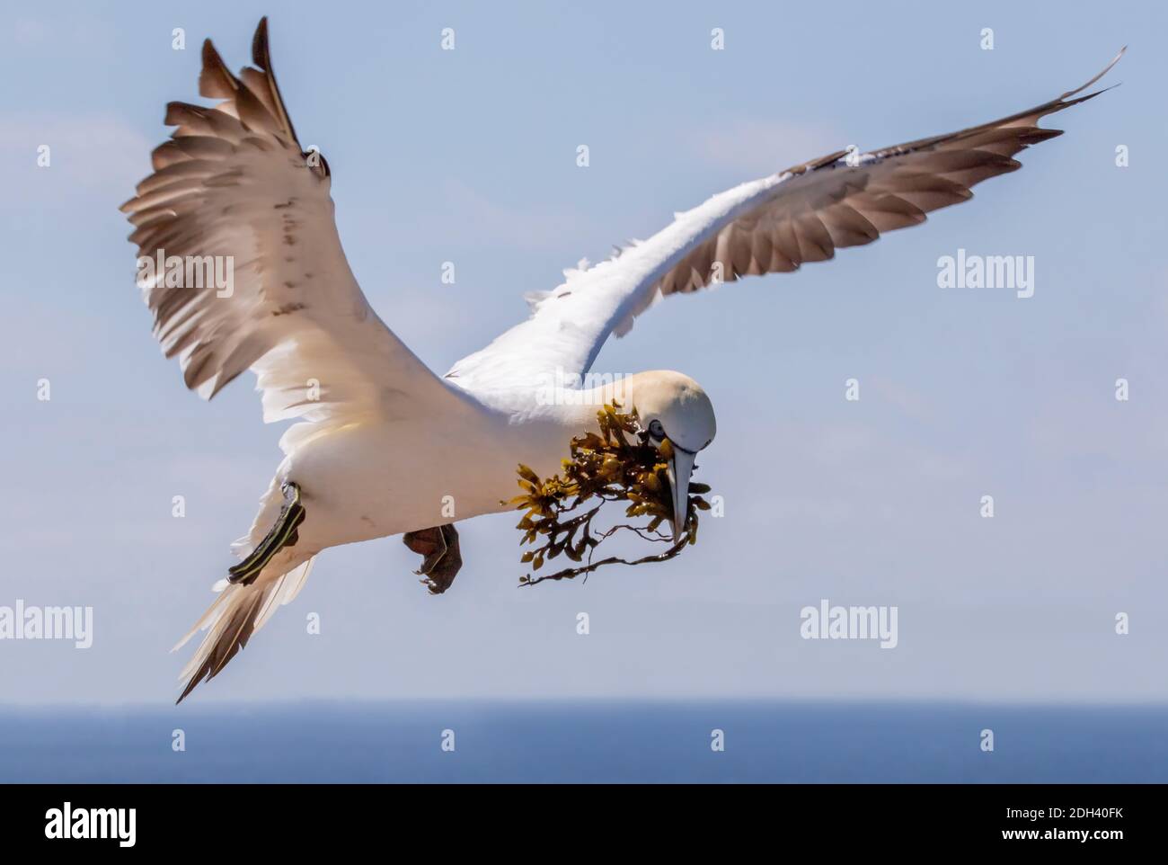 Bassstoelpel Banque D'Images