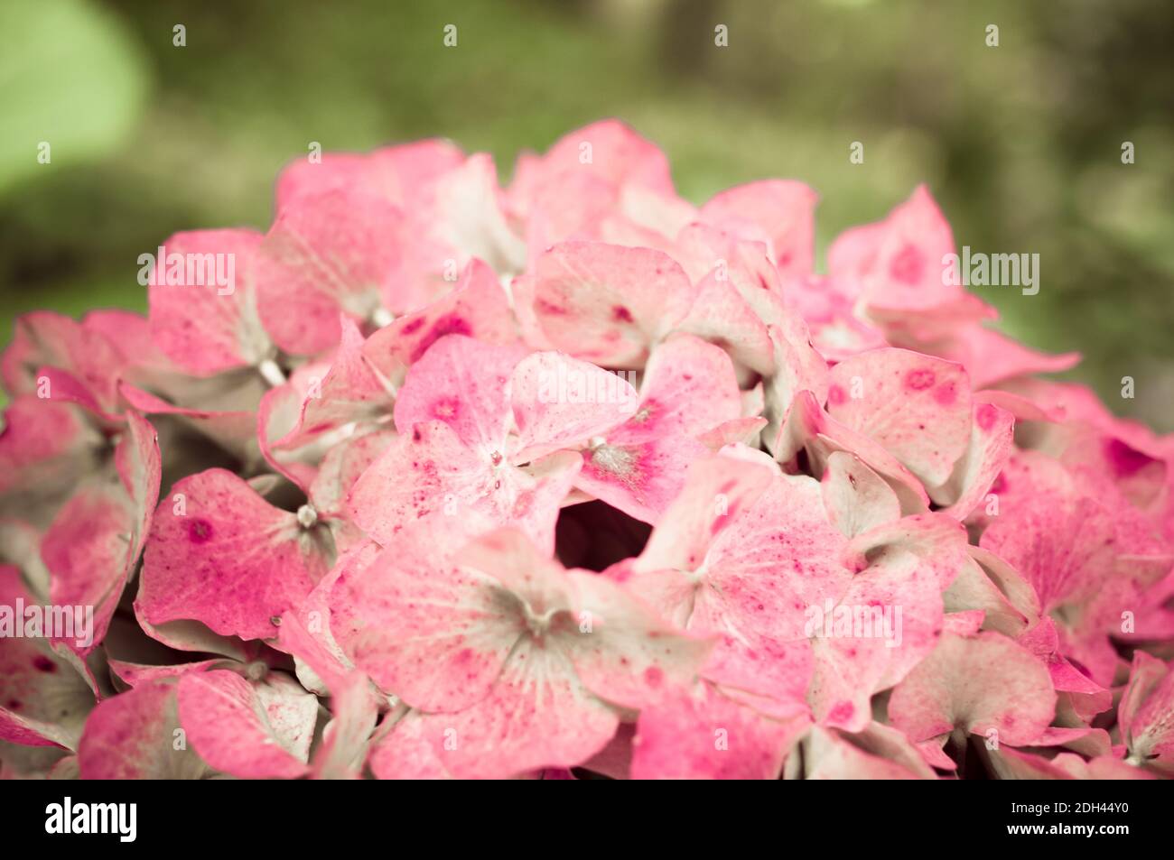 Un cliché sélectif d'hortensias roses Banque D'Images