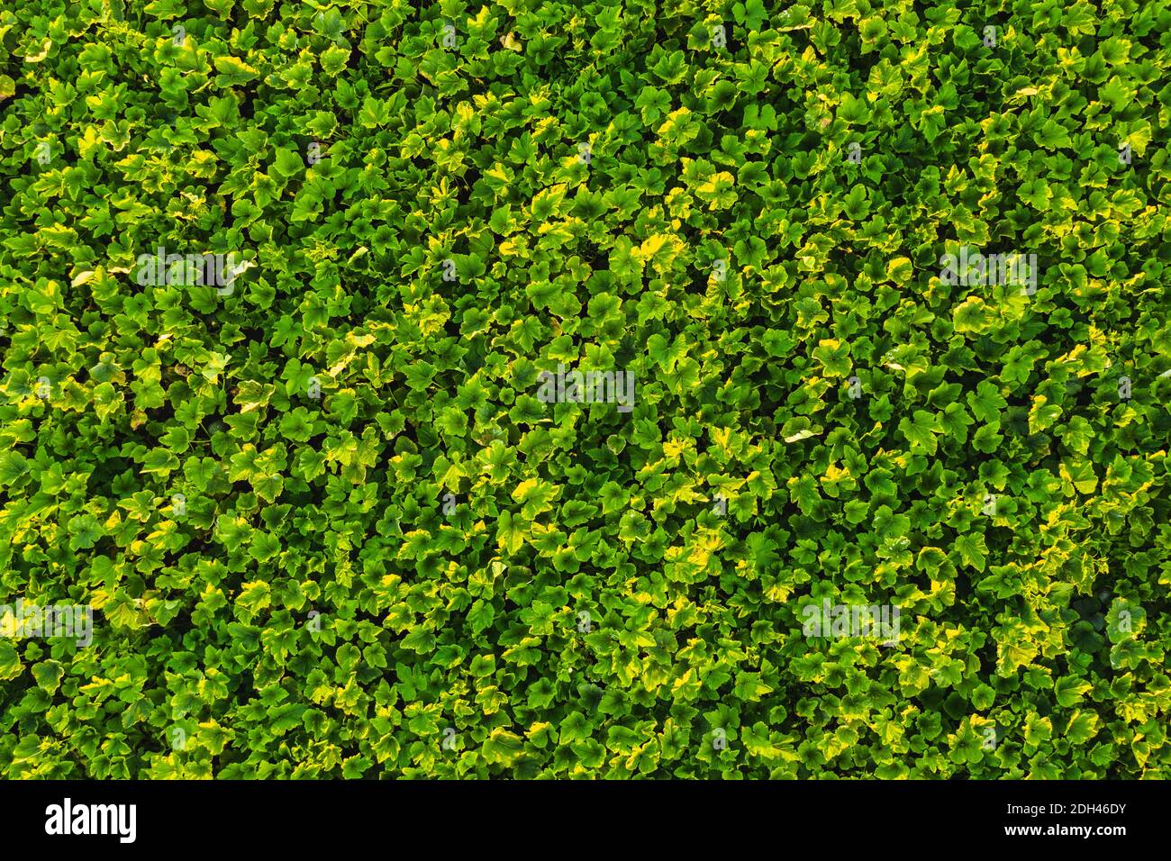 Vue aérienne du champ avec des plants de citrouille par jour ensoleillé en été en Autriche. Banque D'Images