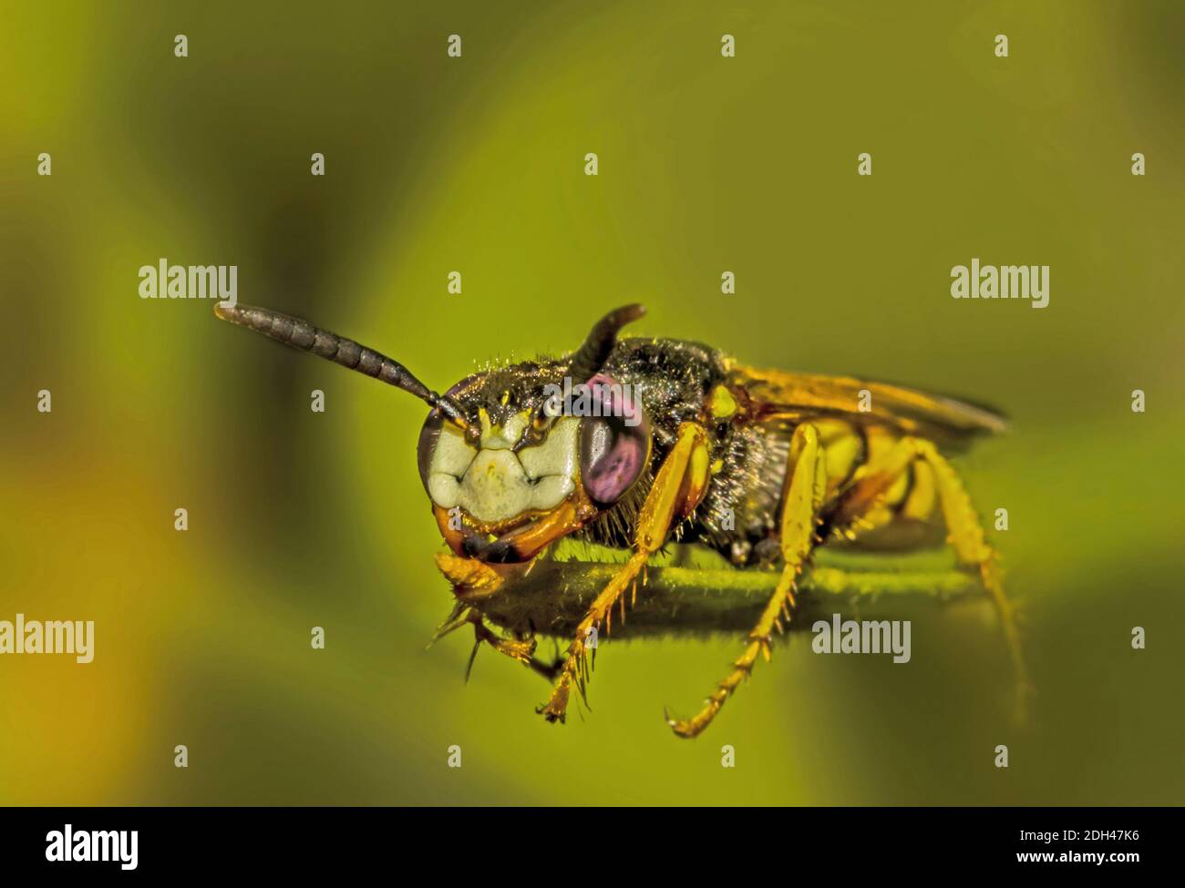 Guêpe « Philanthus triangulum » Banque D'Images
