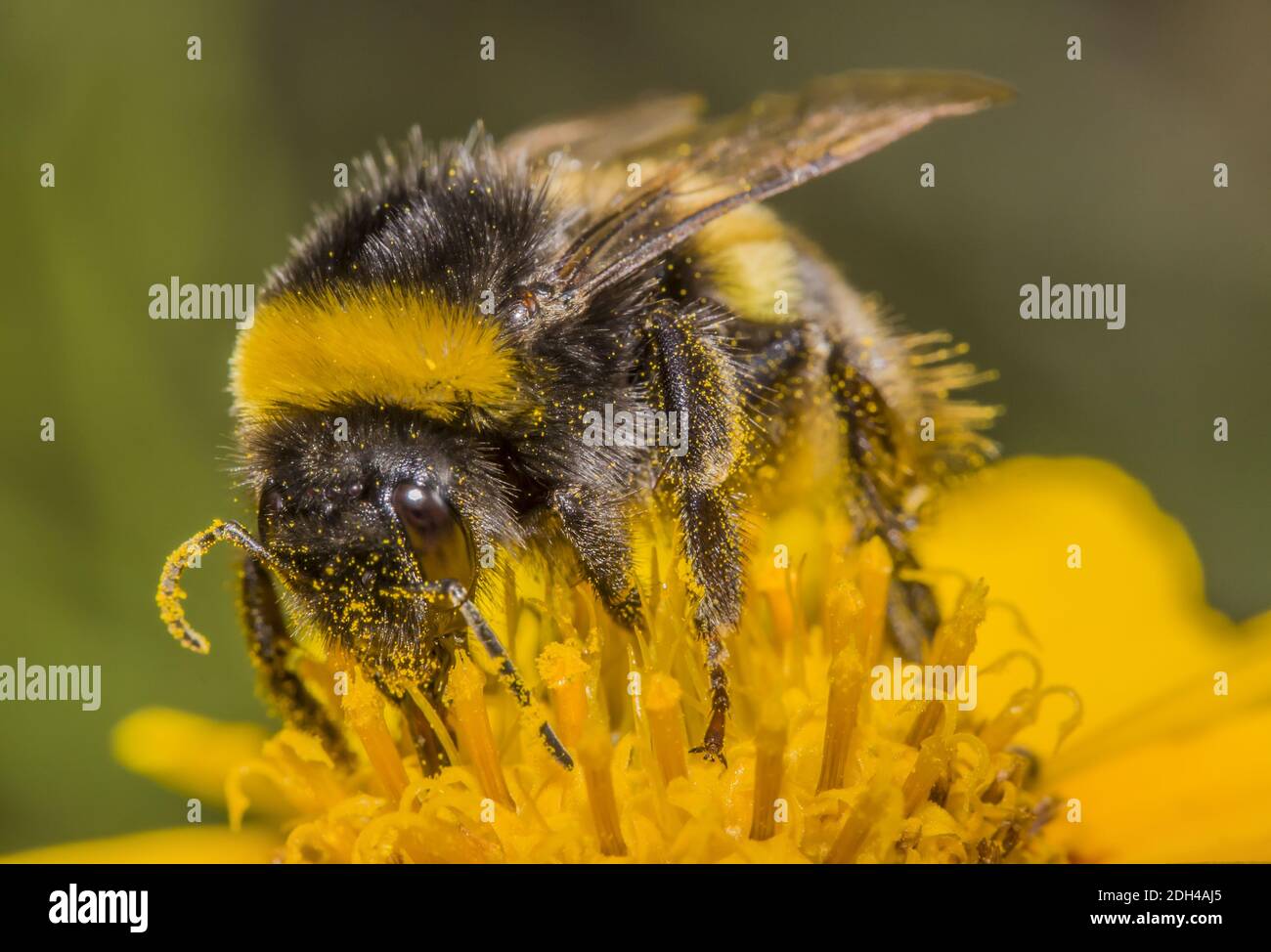 Bumblebe à queue blanche 'Bombus lucorum' Banque D'Images