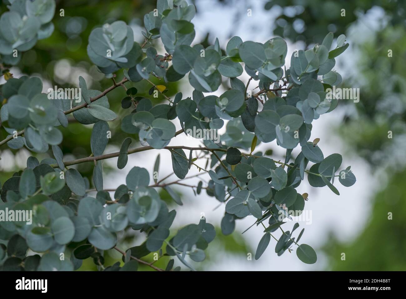 Eucalyptus (Eucalyptus) Banque D'Images